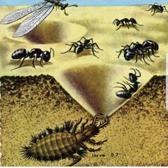 Framed Specimen- Antlion Adult - Picture 8 of 8